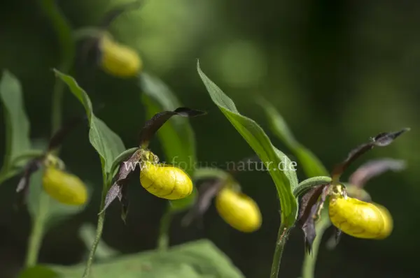 Fokus-Natur Bild
