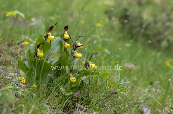 Fokus-Natur Bild