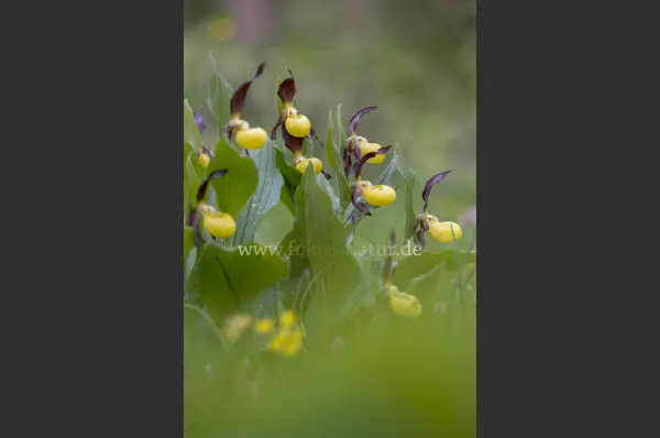 Fokus-Natur Bild