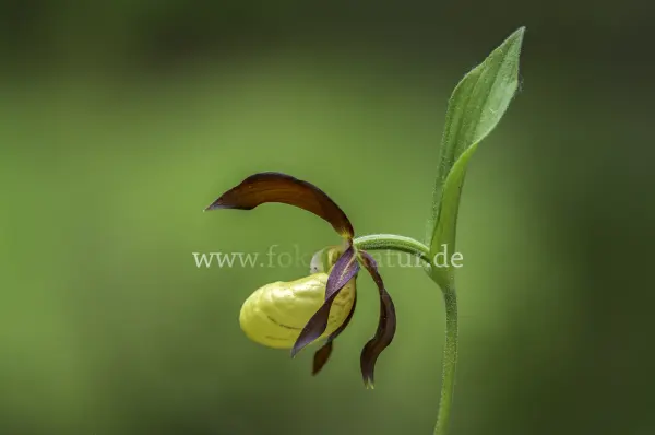 Fokus-Natur Bild