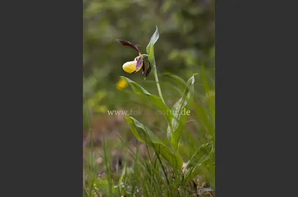 Fokus-Natur Bild