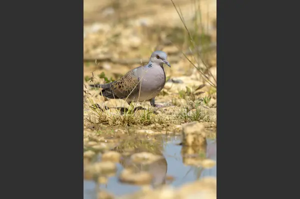 Fokus-Natur Bild