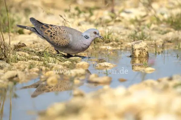 Fokus-Natur Bild