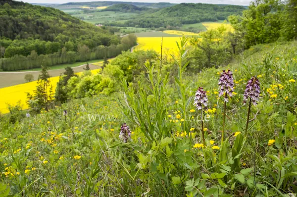 Fokus-Natur Bild