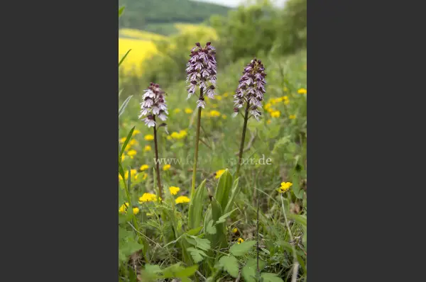 Fokus-Natur Bild