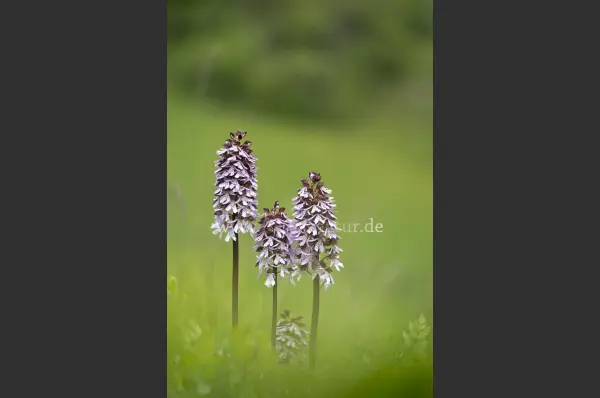 Fokus-Natur Bild
