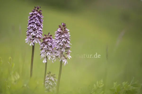 Fokus-Natur Bild