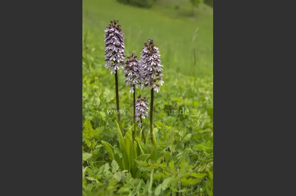 Fokus-Natur Bild