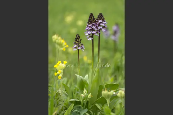 Fokus-Natur Bild
