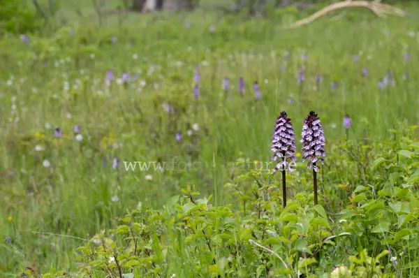 Fokus-Natur Bild