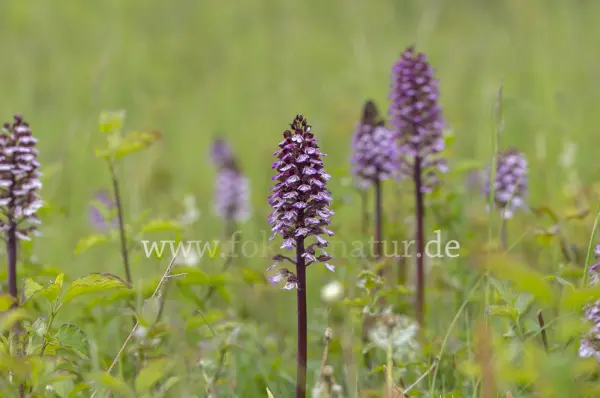 Fokus-Natur Bild