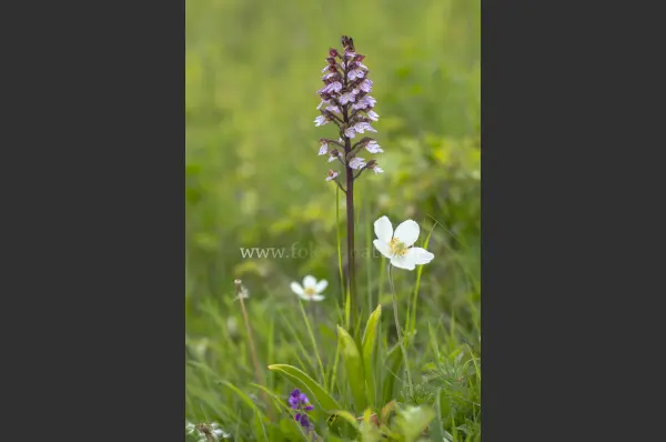 Fokus-Natur Bild