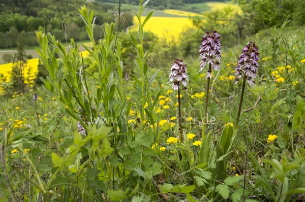 Fokus-Natur Bild