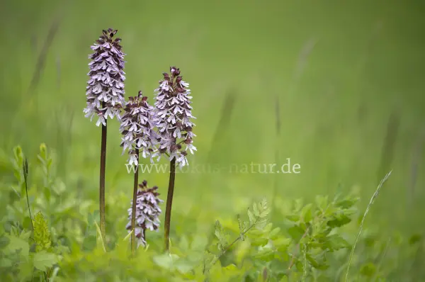 Fokus-Natur Bild