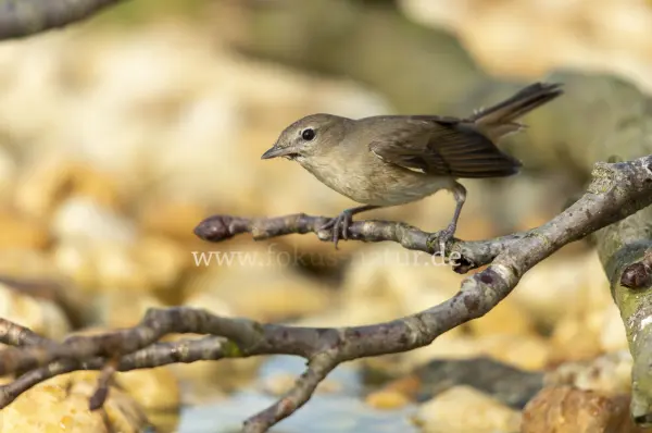 Fokus-Natur Bild