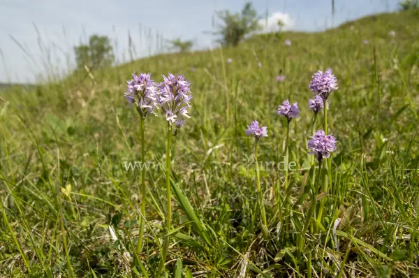Fokus-Natur Bild