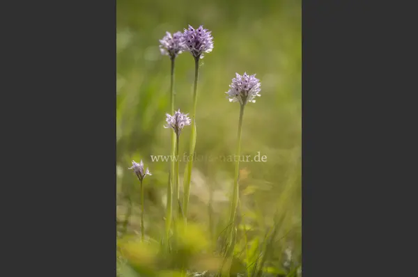 Fokus-Natur Bild