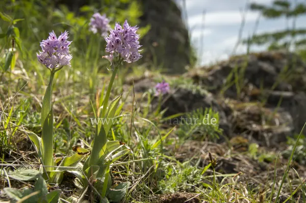 Fokus-Natur Bild