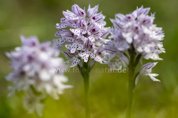Fokus-Natur Bild