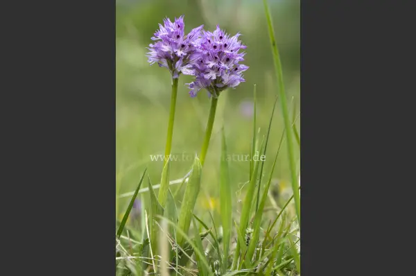 Fokus-Natur Bild
