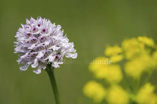 Fokus-Natur Bild