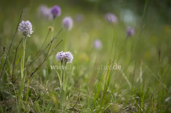 Fokus-Natur Bild