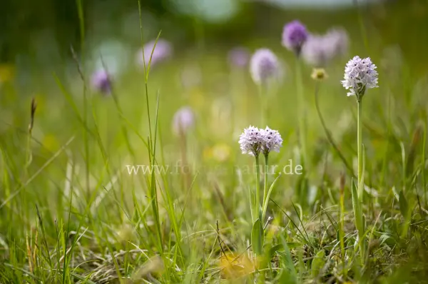 Fokus-Natur Bild