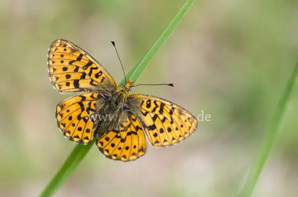 Fokus-Natur Bild