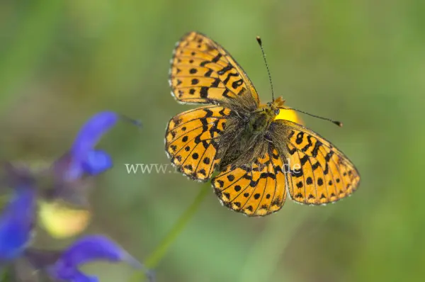 Fokus-Natur Bild
