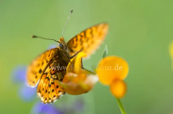 Fokus-Natur Bild