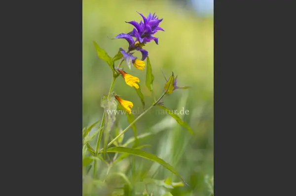 Fokus-Natur Bild