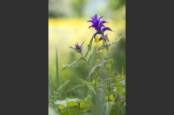 Fokus-Natur Bild