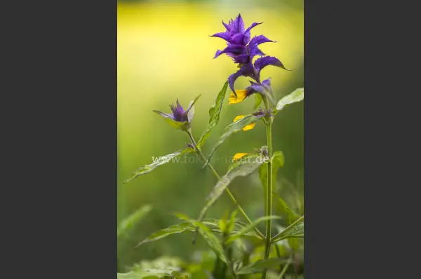 Fokus-Natur Bild