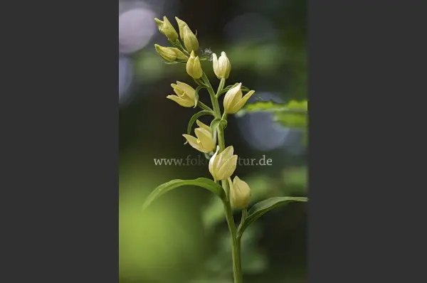 Fokus-Natur Bild