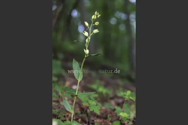 Fokus-Natur Bild