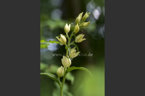 Fokus-Natur Bild