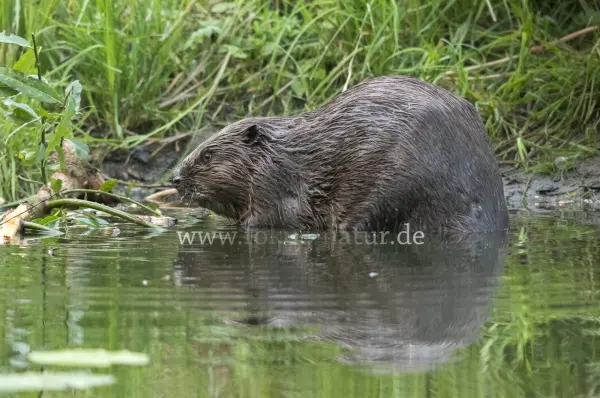 Fokus-Natur Bild