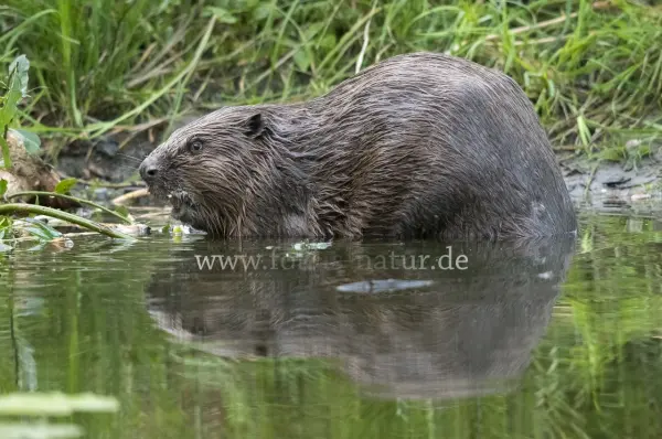 Fokus-Natur Bild