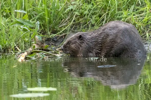 Fokus-Natur Bild