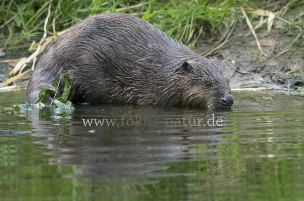 Fokus-Natur Bild