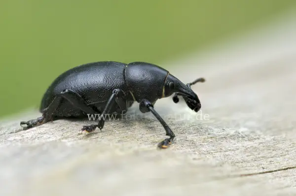 Fokus-Natur Bild