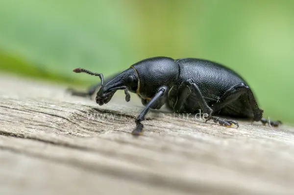 Fokus-Natur Bild