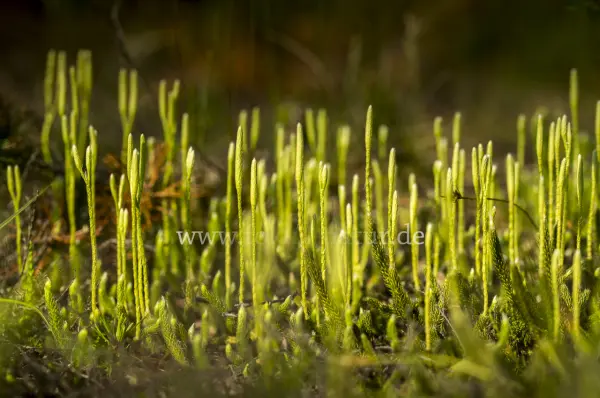 Fokus-Natur Bild