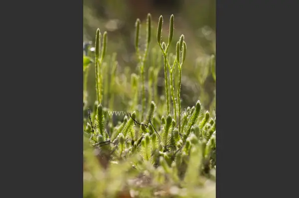 Fokus-Natur Bild