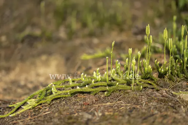 Fokus-Natur Bild