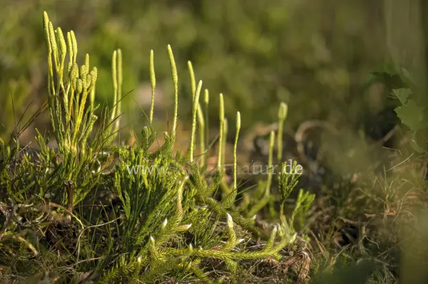 Fokus-Natur Bild