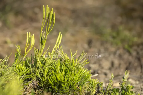 Fokus-Natur Bild