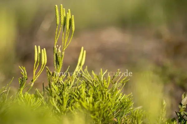 Fokus-Natur Bild