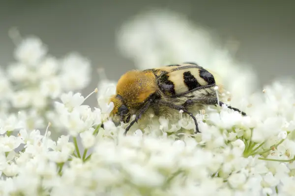 Fokus-Natur Bild