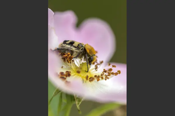 Fokus-Natur Bild